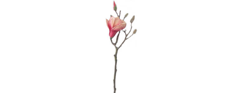 Gałązka magnolii