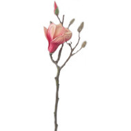 Gałązka magnolii