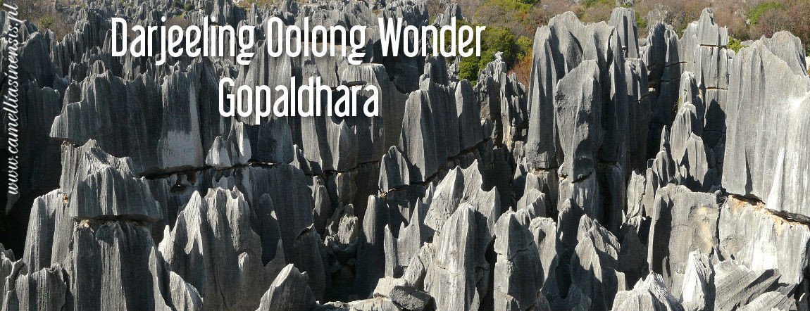 Darjeeling Oolong Wonder Gopaldhara SPECJAŁ