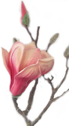 Gałązka magnolii